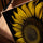 Tableau tournesol op art pour salon cadre chêne doré