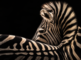 Tableau zèbre sur fond noir, portrait animalier élégant aux rayures dorées, art mural décoratif