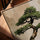 Bonsai wall art in a warm oak frame, neutral beige background for living room decor