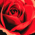 Close-up wall art of a stylized red rose, romantic and artistic vibe