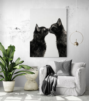 Two black cats sharing a gentle kiss in a contemporary living room with a green plant.