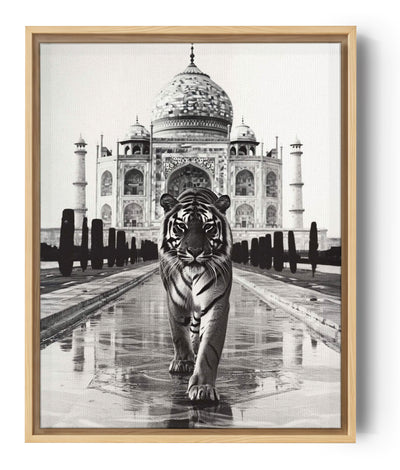 photographie Gros plan d'un tigre marchant vers le spectateur, le Taj Mahal en arrière-plan.