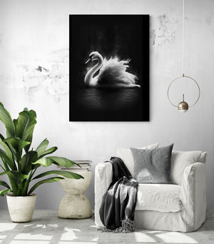 a majestic black and white swan photo canvas