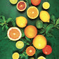tableau de fruits avec des oranges et citron jaune et vert 