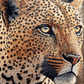 Tableau leopard en pointillisme, portrait